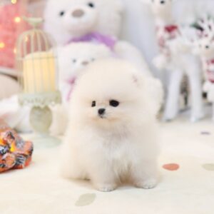 xxs mini pomeranian kaufen
