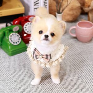 pomeranian boo kaufen