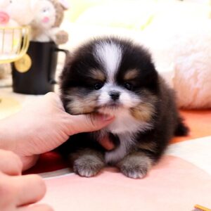 pomeranian hund kaufen