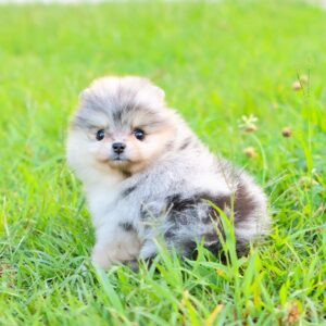 spitz hund kaufen