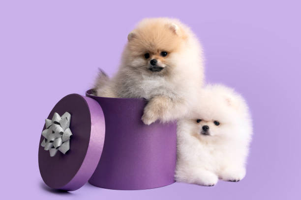 pomeranian welpen kaufen