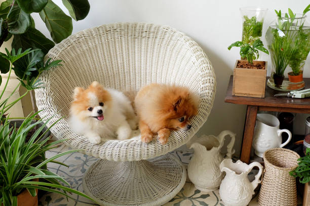 pomeranian züchter