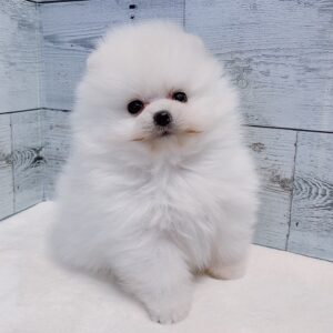 Billi – Männlicher Pomeranian