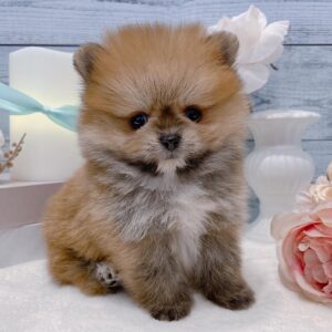 Charlie – Männlicher Pomeranian