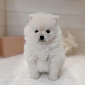 Lucy – Weiblicher Pomeranian