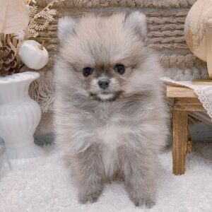 Coco – Weiblicher Pomeranian
