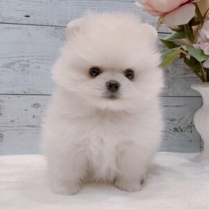 Duke - Männlichen Pomeranian
