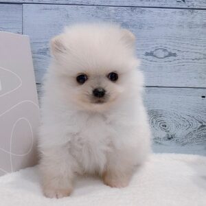 Sophie – Weiblicher Pomeranian