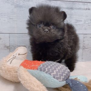 Annie – Weiblicher Pomeranian